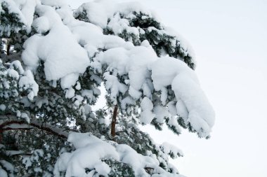 Karlı çam ağaçları. Evergreen çam ağacı karla kaplı. Kış doğa teması.