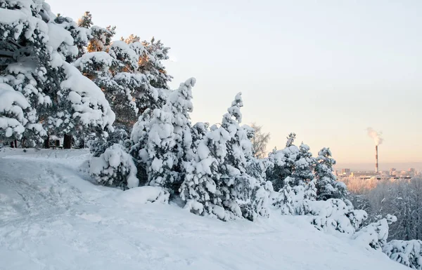 Snowy pine trees. Evergreen pine trees covered with heavy snow. Winter nature theme.