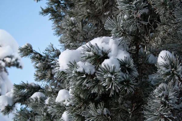 Snowy pine trees. Evergreen pine tree branch covered with snow. Winter nature theme.