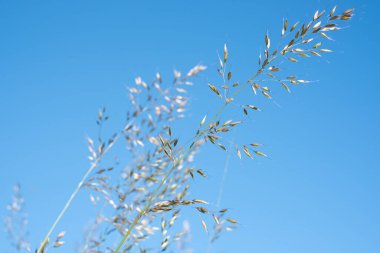 Parlak mavi gökyüzünün altında çimenler. Doğadaki tahıl kamışlarının rahatlatıcı görüntüsü.
