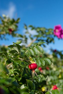 Rosa Rugosa plajından gül kalçalar. Gül kalçalarındaki meyveler insanlar için büyük bir C vitamini kaynağı ve kuşlar için tatlı bir aperatiftir. Böğürtlenler komposto, püre, turşu, dondurulmuş, kurutulmuş yapılabilir..