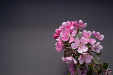 Bahar çiçeği arkaplan sınırı. Siyah arka planda çiçek açan güzel bir elma dalı. Karanlık arka planda çiçek açan. Mesajınızı veya ürününüzü ekleyin.