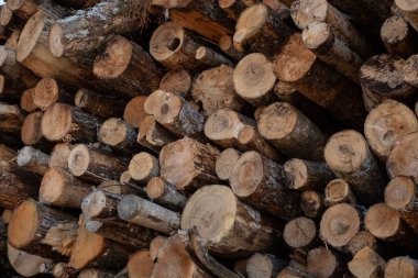 Ağaç kütükleri yığınla. Ağaç kesme, yakacak odun kesme.