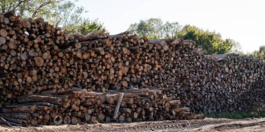 Ağaç kütükleri yığınla. Ağaç kesme, yakacak odun kesme.