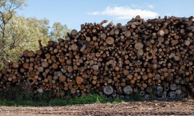Ağaç kütükleri yığınla. Ağaç kesme, yakacak odun kesme.