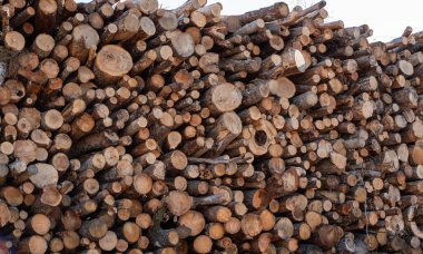 Ağaç kütükleri yığınla. Ağaç kesme, yakacak odun kesme.