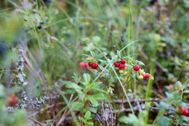 Ormanda yabanmersinleri yetişiyor. Doğada böğürtlenlere yakın çekim
