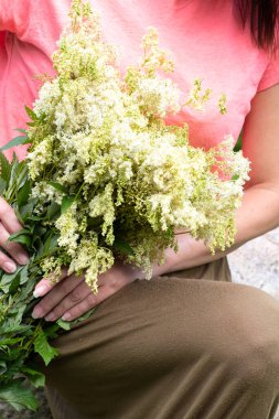 Meadowsweet. Tatlı tat ve aromalı beyaz bir çiçek. Halk tıbbında güçlü bir doğal şifacı. Doğada bir demet çayır tatlısı tutan bir kadın