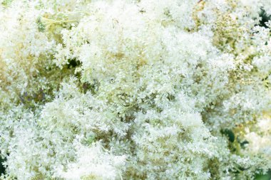 Meadowsweet. Tatlı tat ve aromalı beyaz bir çiçek. Halk tıbbında güçlü bir doğal şifacı. Mavi gökyüzünün üzerinde kaymak gibi beyaz çayır tatlısının yakın çekimi