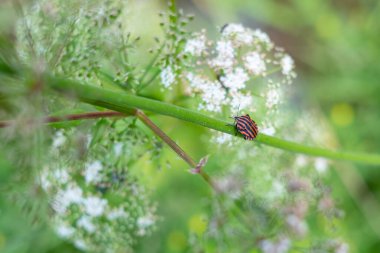 Graphosoma italikum veya kalkan böceği. Siyah ve kırmızı çizgili kalkan böceği yeşil bir çiçek sapında yürüyor