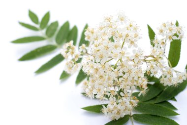 Beyaz arka planda izole Rowan çiçeği. Rowan ağacı çiçeği.