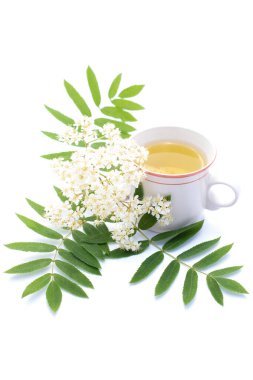 Beyaz arka planda izole Rowan çay fincanı. Bardakta Rowan ağacı çiçeği çayı. Geleneksel halk tıbbı. Doğadan iç..