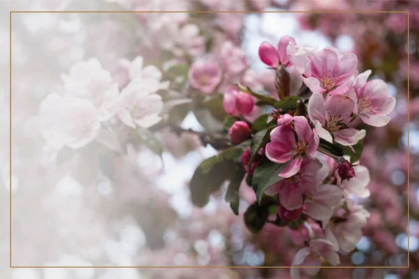 Beautiful pink blossoming background. Spring blooming branches. Natural scene. Paradise apple tree in nature bright daylight. Lovely blooming apple tree with blurry background space for copy. Spring feeling. April, May, June,