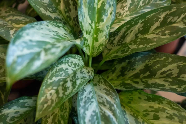 Aglaonema, commonly known as Chinese evergreen. Close-up of large green leaf tropical house plant with white spots. Good air purifier.
