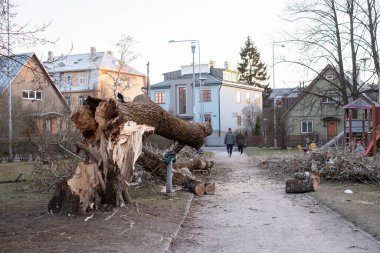 Şiddetli rüzgarlar altında çocukların oyun parkına düşen tehlikeli yaşlı çürük ağaç..