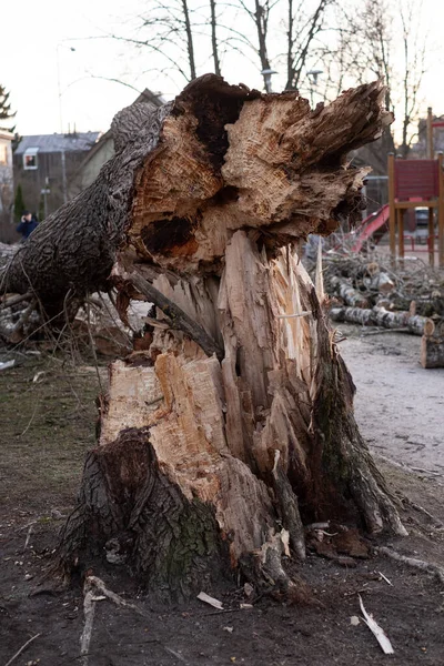 Dangerous old rotten tree fallen on kids playground during heavy winds.