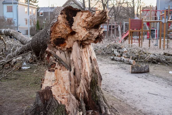 Dangerous old rotten tree fallen on kids playground during heavy winds.