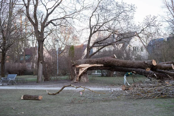 Large fallen tree in public park in Tallinn Estonia. Dangerous old rotten tree fallen on kids playground during heavy winds.