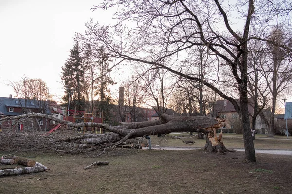 強風の間に子供たちの遊び場に落ちた危険な古い腐った木 ロイヤリティフリーのストック画像