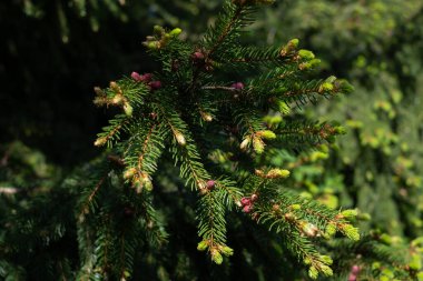 Spruce ateş ediyor. Taze yeşil ladin uçları bir dalın ucundaki yeni bahar büyümeleridir. C vitamini bakımından zengin.