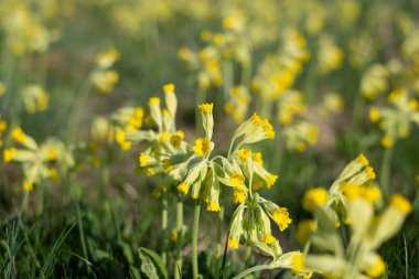 İlkbaharda çayırda büyüyen çalı çiçekleri. İnekler..
