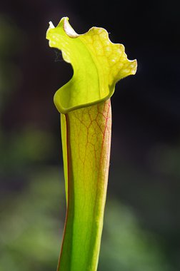 Sarracenia