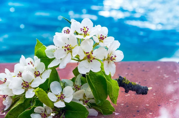 Spring flowers on a water — Stock Photo, Image