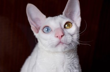 Cornish rex kedi kahverengi zemin üzerine