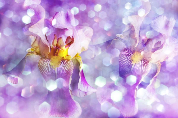 Purple iris flowers background — Stock Photo, Image