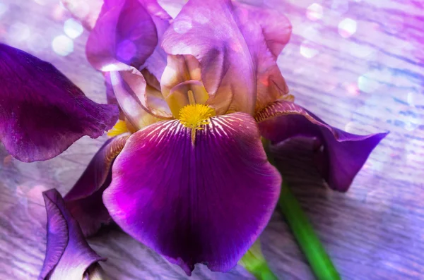 Purple iris flowers close-up — Stock Photo, Image