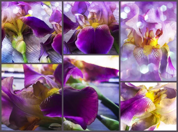Purple iris flowers collage — Stock Photo, Image