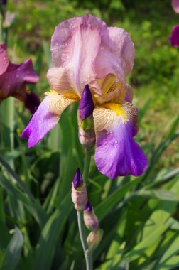 Yağmur damlaları çiçeklerle Iris