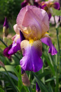 Yağmur damlaları çiçeklerle Iris