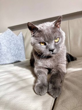 Kremsi deri koltukta İngiliz kısa kedisi