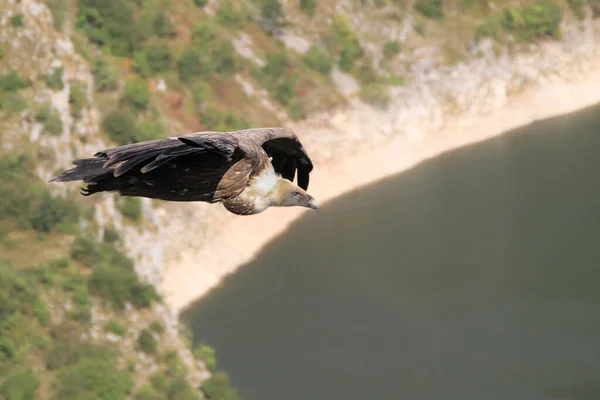 Arka planda orman olan bir nehir üzerinde uçan vahşi bir akbaba.