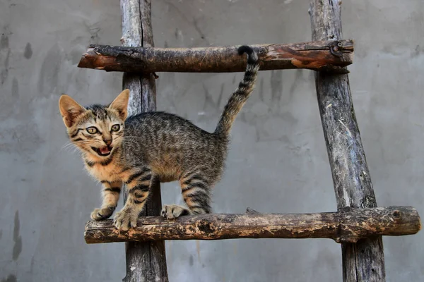 Tahta merdivende miyavlayan sevimli kahverengi kedi.