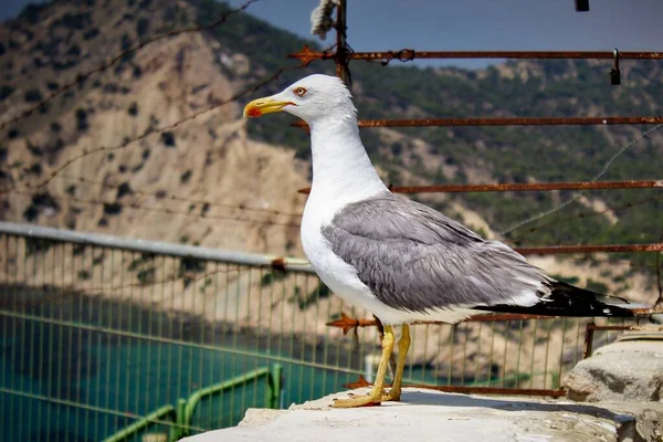 Yaban Seagul Denizi görüyor