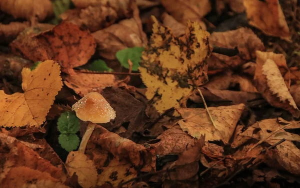 Dağların eteklerinde küçük vahşi kahverengi mantarlar