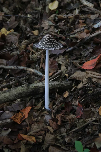 Dağ geçidinde yabani mantar