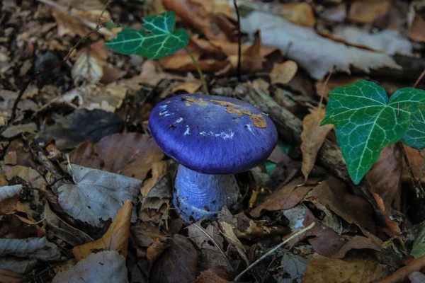 Dağ geçidinde yabani mantar