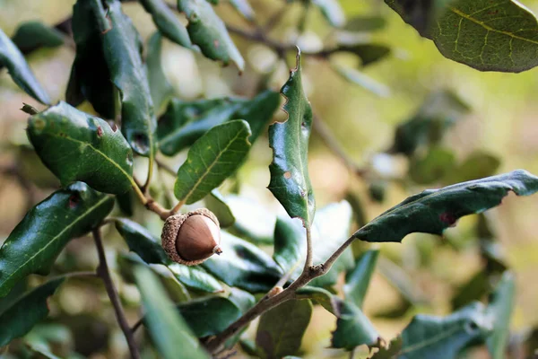 Vahşi meşe palamudu. Yakın plan fotoğraf. 