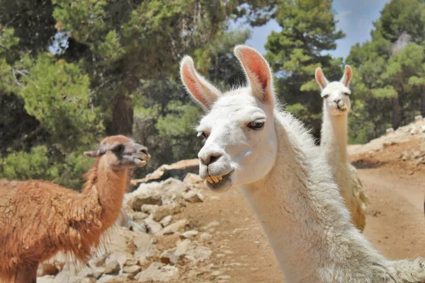 3 lama kahverengi ve beyaz