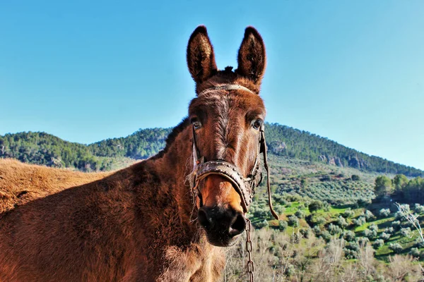 İspanyol eşeğin dağ arkaplanı