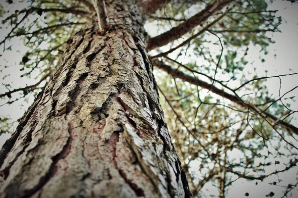 vahşi ağaç dokusu çam ağacını kapat