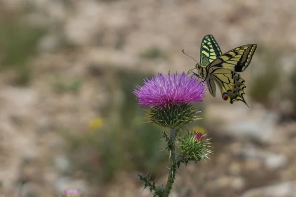 Sarı kelebek yabani bir menekşe çiçeğinde