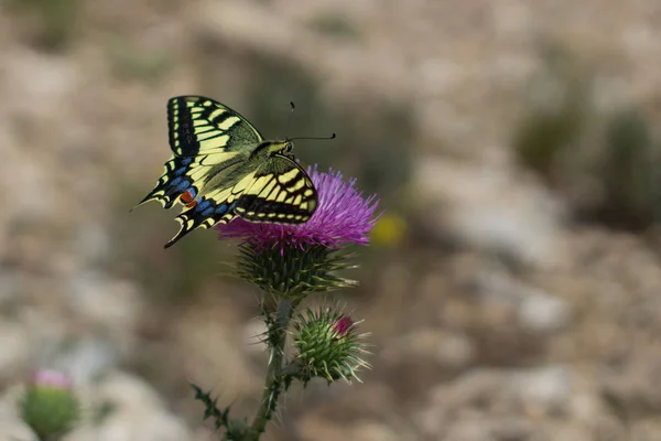 Sarı kelebek yabani bir menekşe çiçeğinde