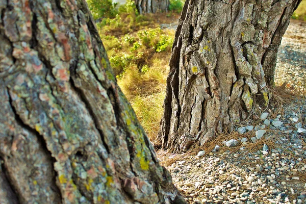 vahşi ağaç dokusu çam ağacını kapat
