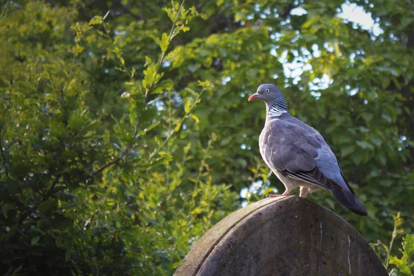 Vahşi güvercin bir kayanın üzerinde dinleniyor.