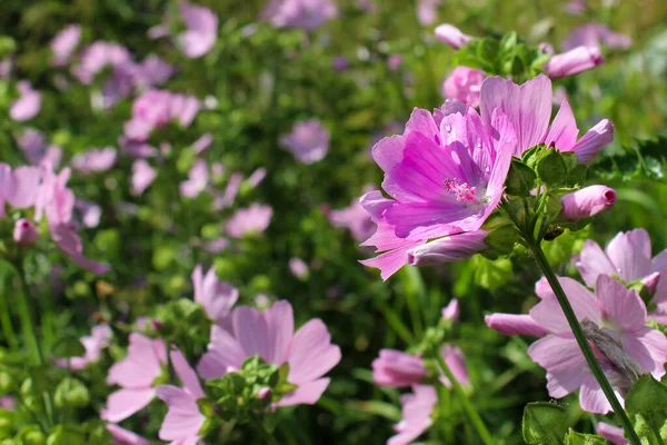 Yeşil çayırdaki güzel mor çiçekler, detaylı fotoğrafçılık çok yakın.