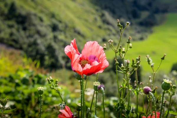 Yeşil dağ zeminli, yalnız kırmızı gelincik çiçeği